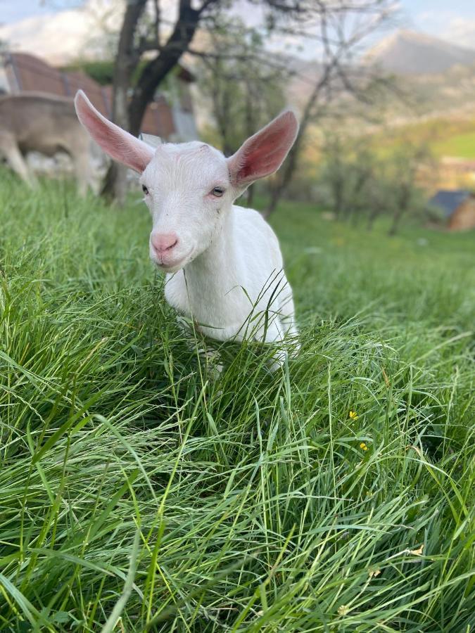 Tourist Farm "Pri Biscu" Villa Bled Eksteriør billede